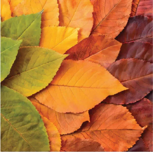 Autumn leaves silk scarf with elegant leaf pattern
