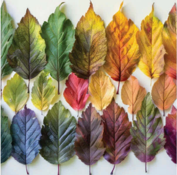 The Rainbow Leaf – Full-Spectrum Botanical | The Silk Box